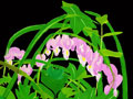 Bleeding Hearts Flower Note Cards