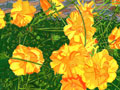 Coreopsis Flower Note Cards