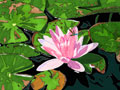 Pink Water Lily Flower Note Cards