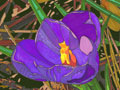 Purple Crocus Flower Note Cards