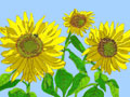 Sunflower Blue Flower Note Cards