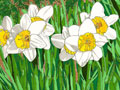White Daffodils Flower Note Cards