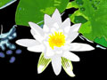 White Water Lily Flower Note Cards