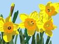 Yellow Daffodils Flower Note Cards
